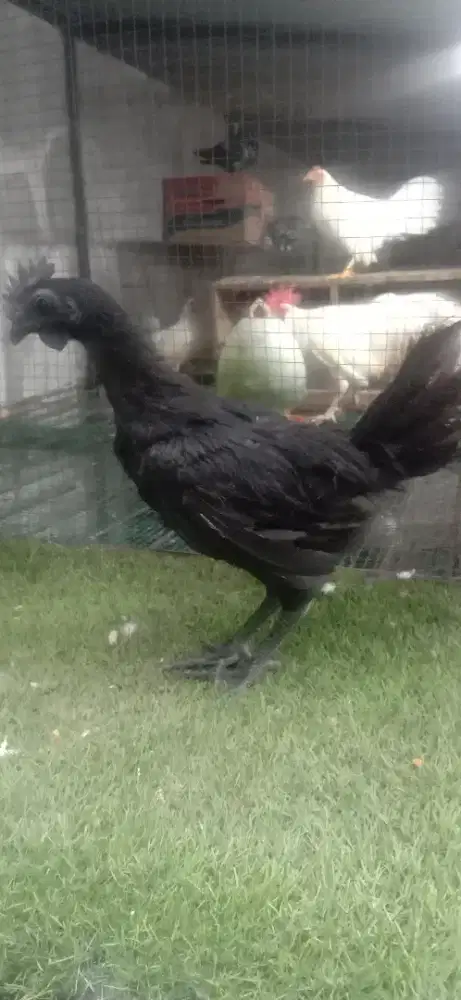 Ayam cemani lidah hitam