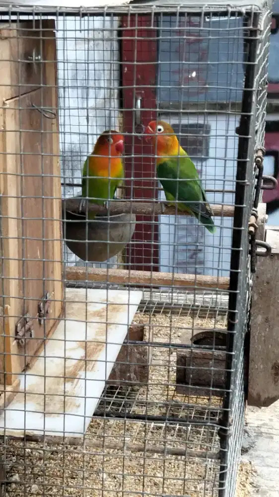 Love Bird sepasang produk