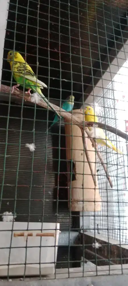 Parkit 3 ekor A3 + emprit warna