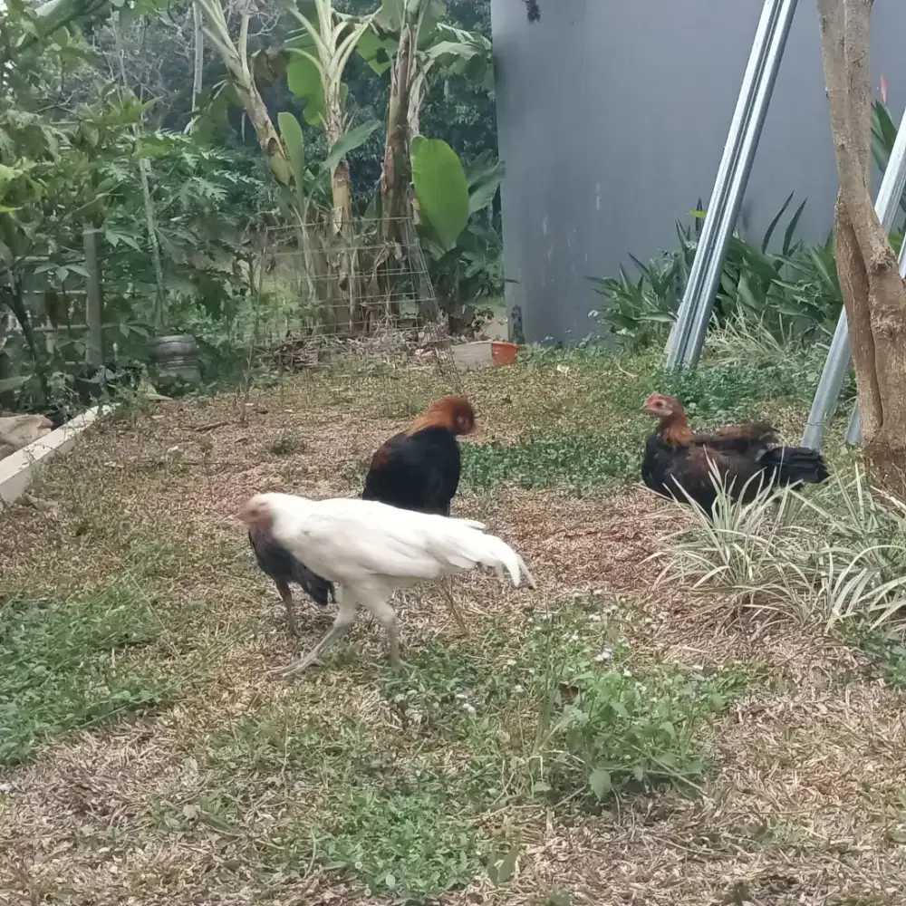 Jual ayam hutan