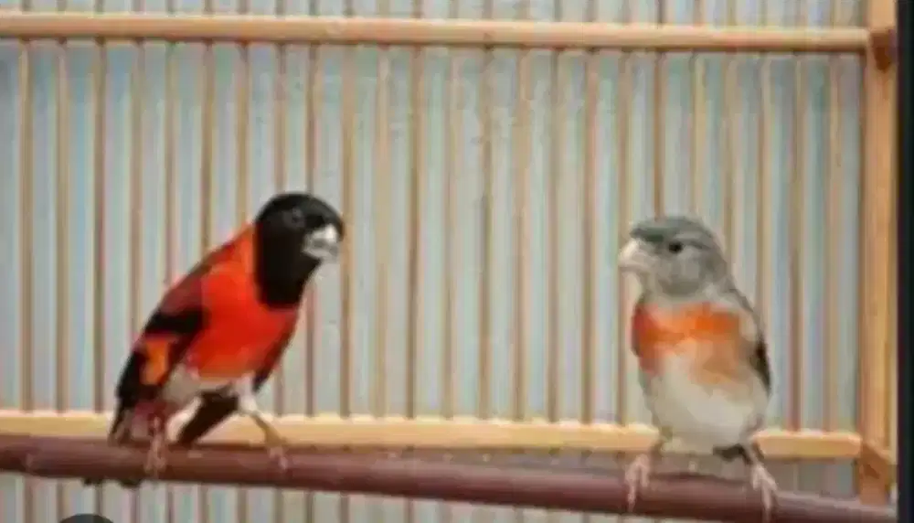 Red Siskin sepasang