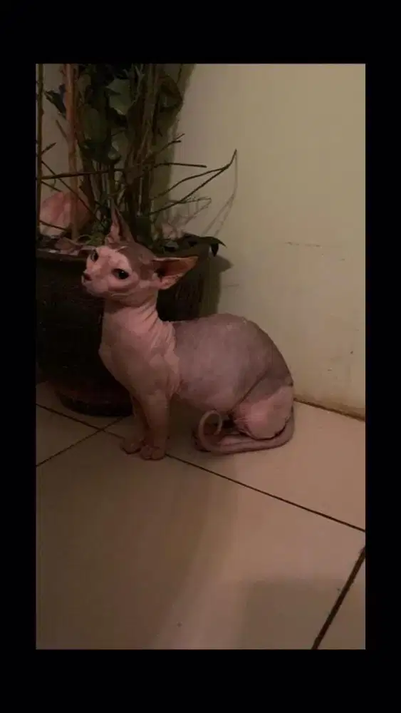 Kucing sphynx bambino cebol jantan