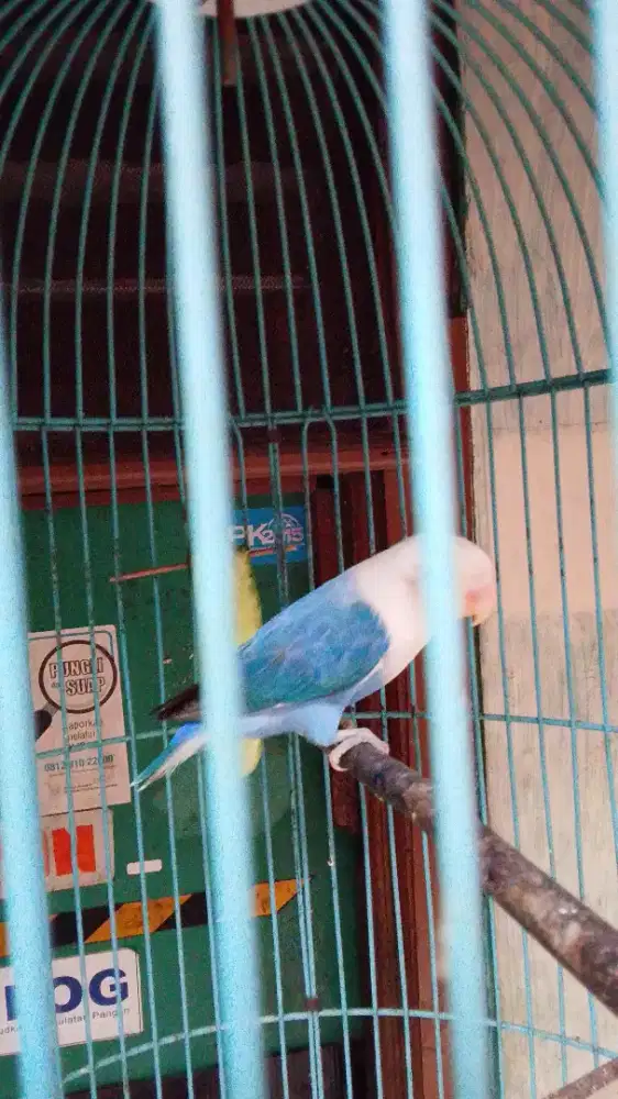 Lb aktif jantan sehat