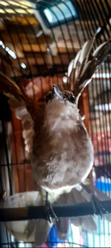 BURUNG JOGJOG JINAK BUKA SAYAP DAN ROPEL BURJA