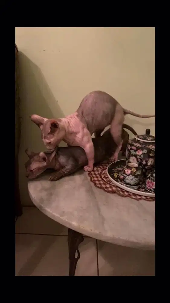 Kucing munchkin sphynx bambino jantan