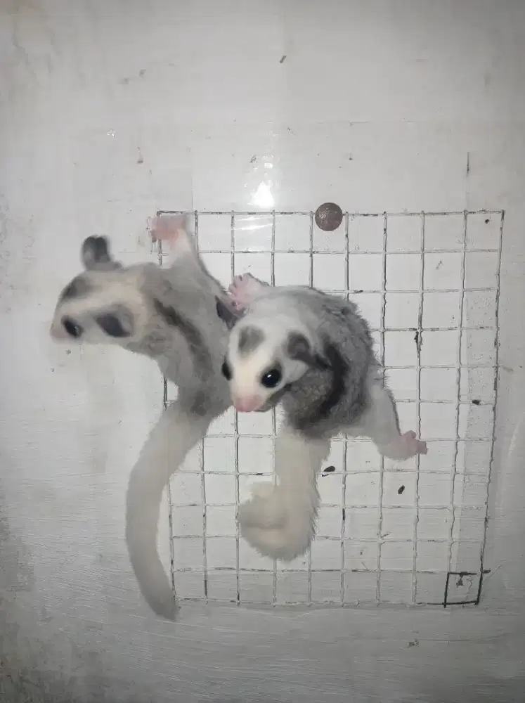 Sugar glider mozaik