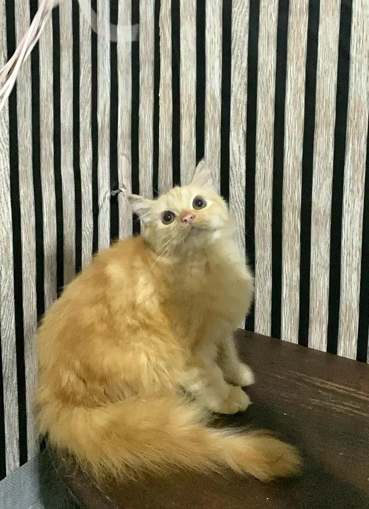 kucing persia kitten oyen