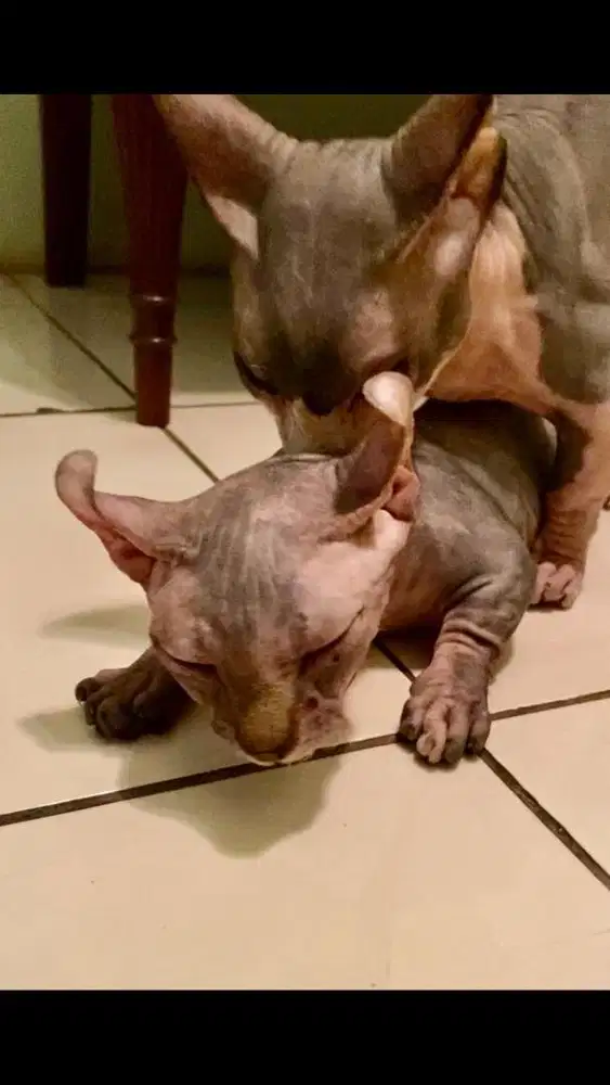 Jasa pacak kucing munchkin bambino