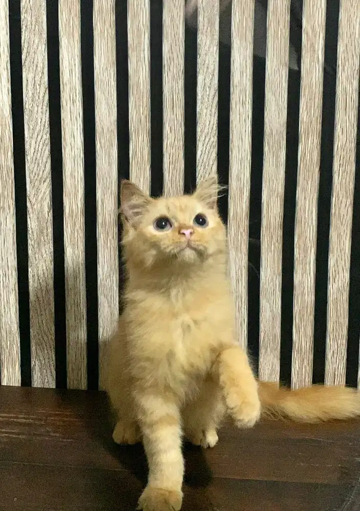 kucing persia kitten oyen 2