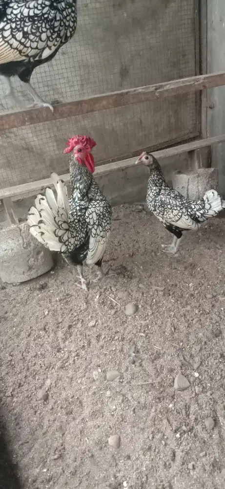 Ayam batik dewasa