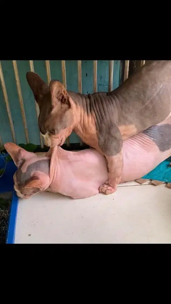Jasa pacak kucing bambino