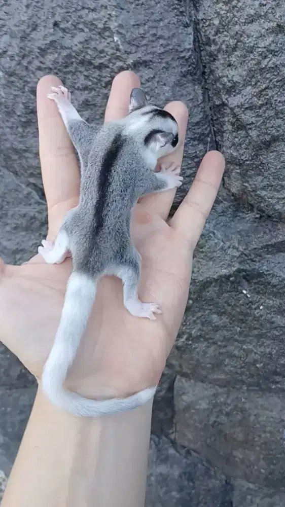 Sugar glider Mozaic joey