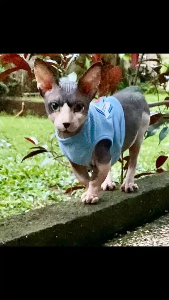 Jasa pacak kucing sphynx bambino