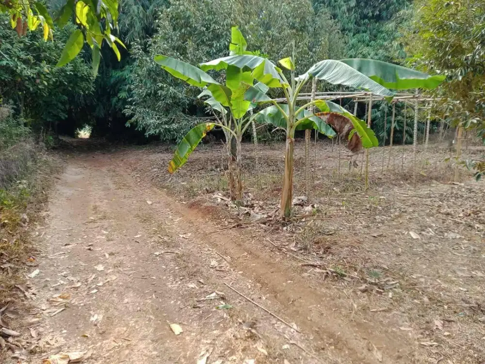 kebun durian purwadi subang