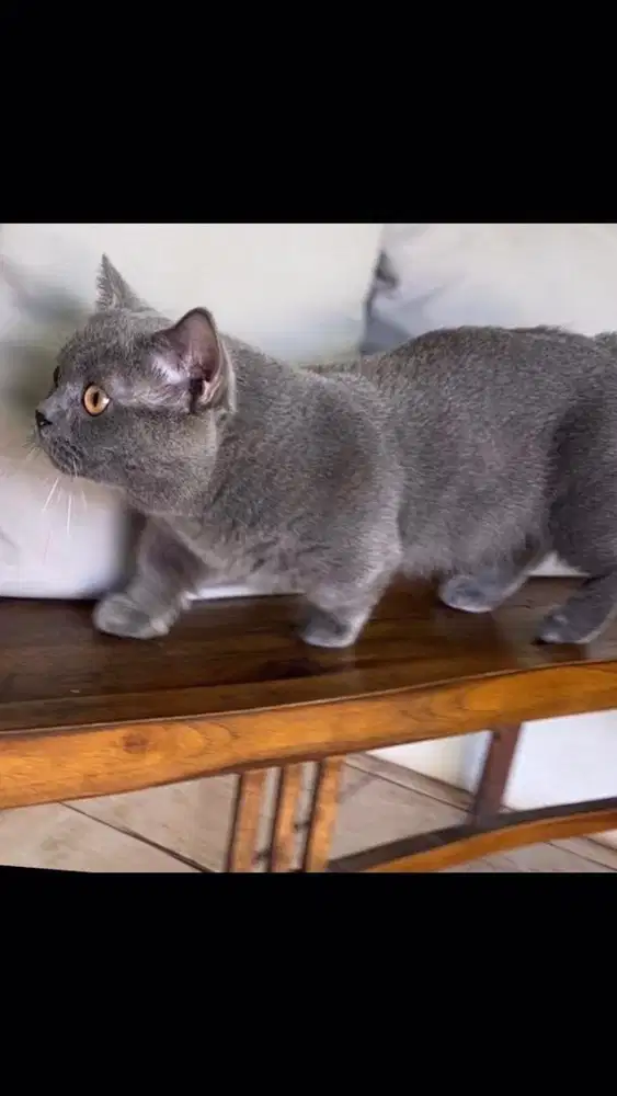 Jasa pacak kucing bsh munchkin