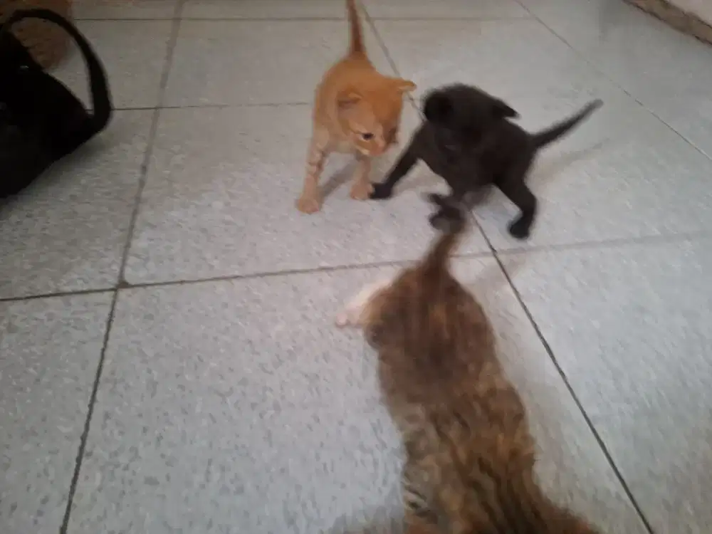 Open adopt kitten gratis