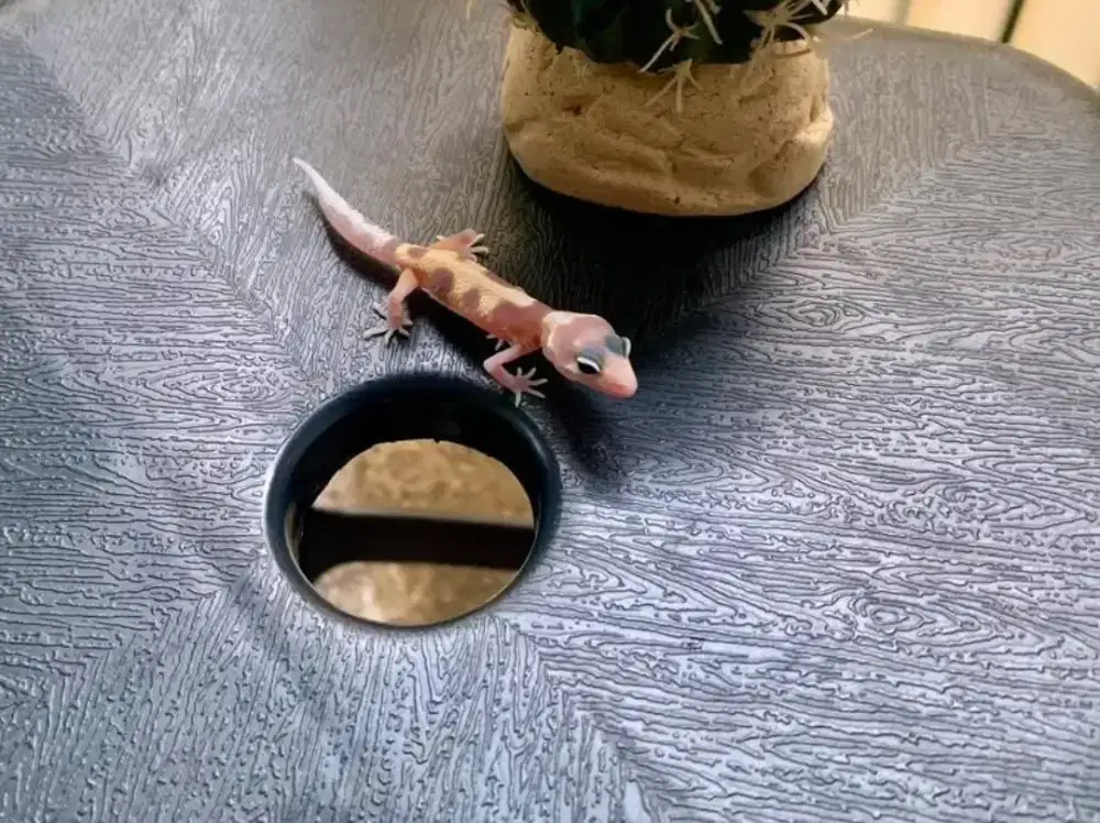 LEOPARD GECKO / LUCU DAN MENGGEMASKAN