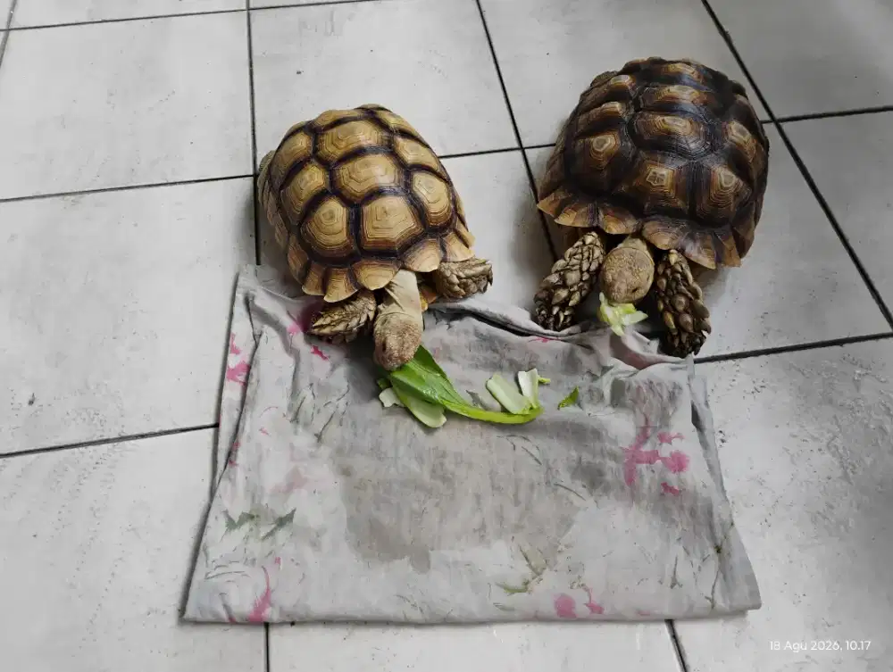 Jual 2kura2 Sulcata betina uk 27cm normal scute n 32cm over scute.