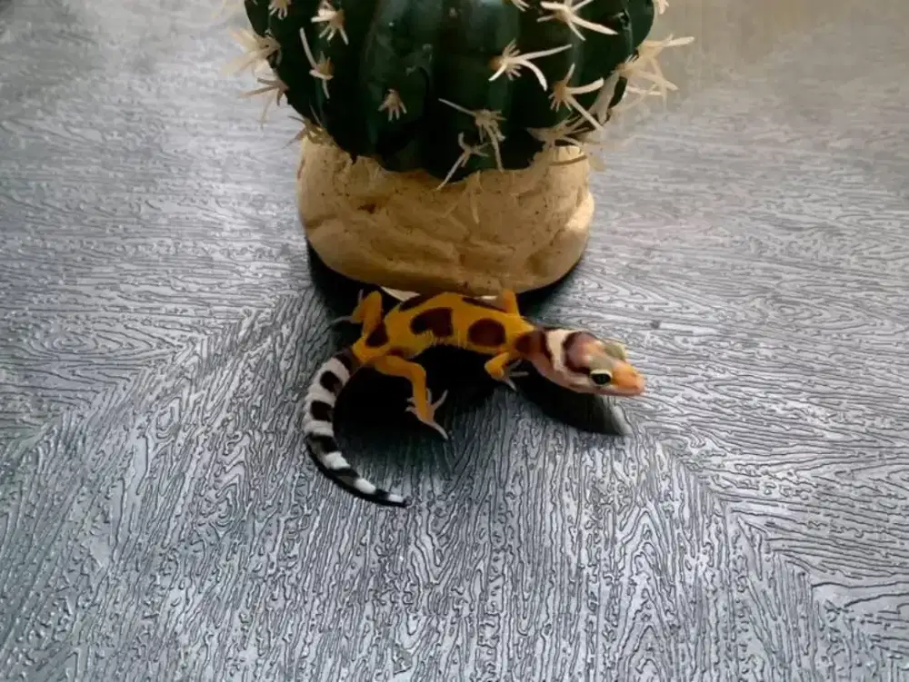 LEOPARD GECKO / LUCU DAN MENGGEMASKAN