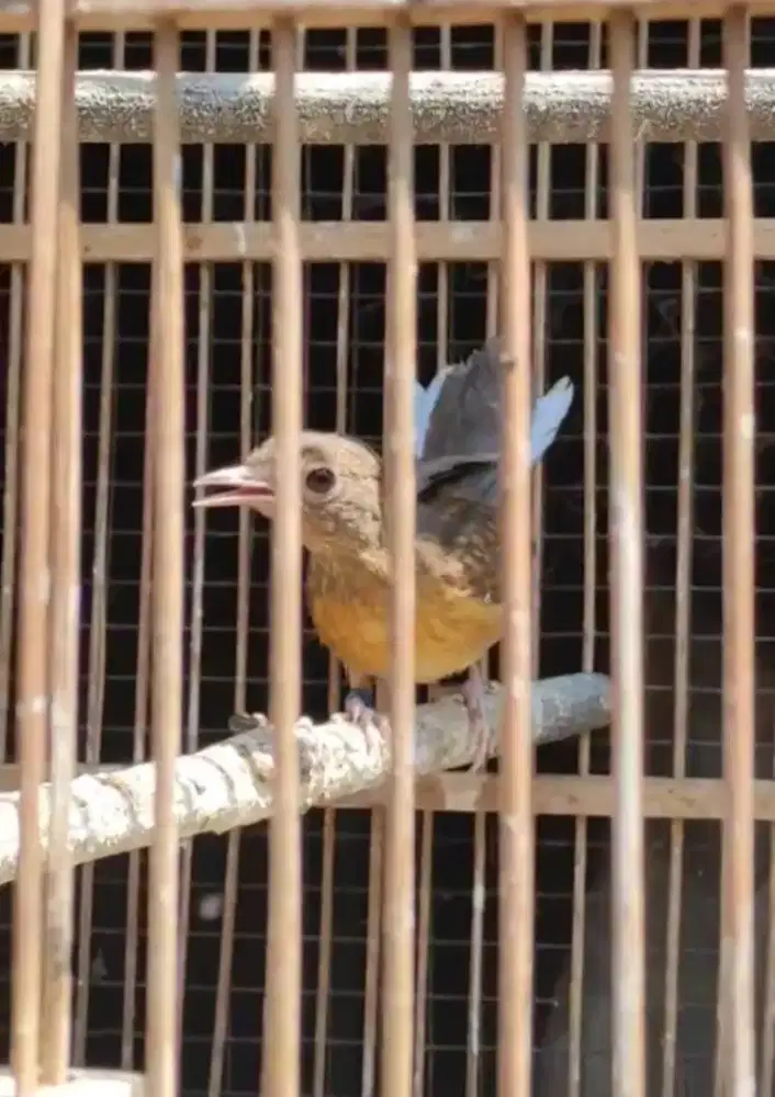 Burung murai creamino