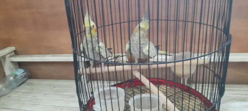 Dijual satu pasang parkit australia