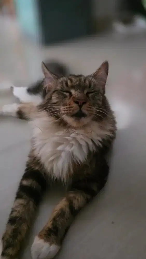 Mainecoon pure nonped