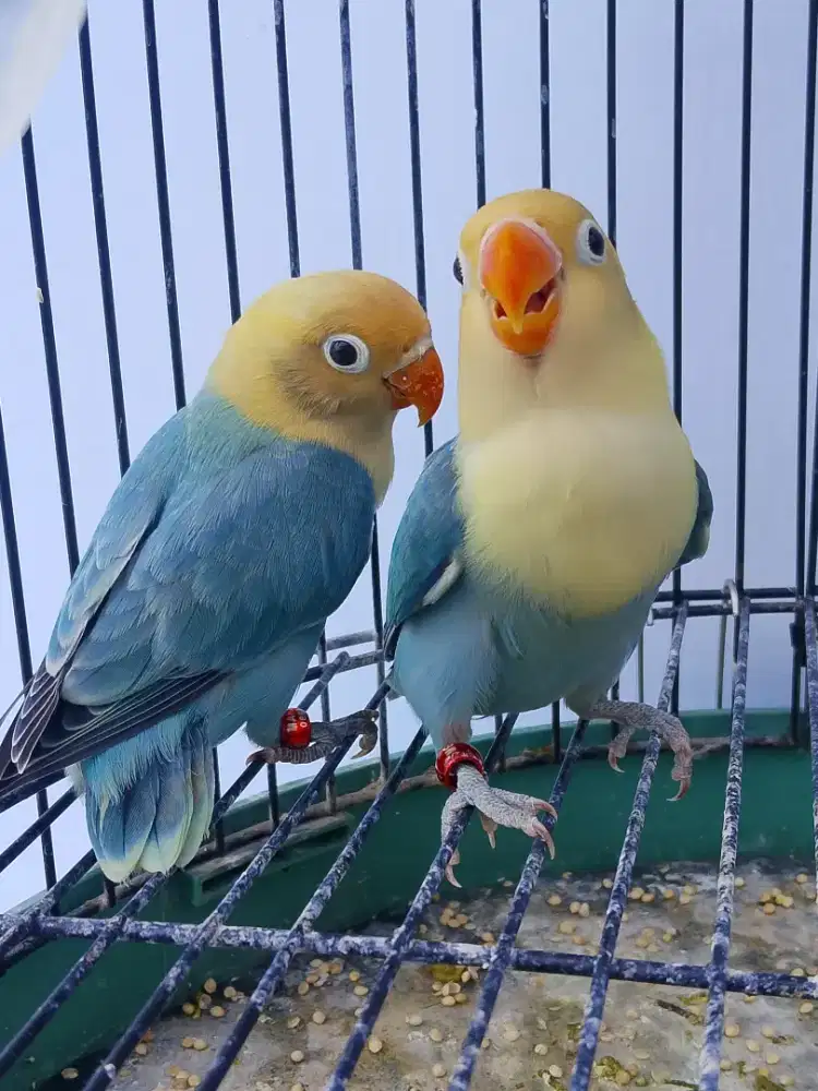 2ekor  paud BIO PB
