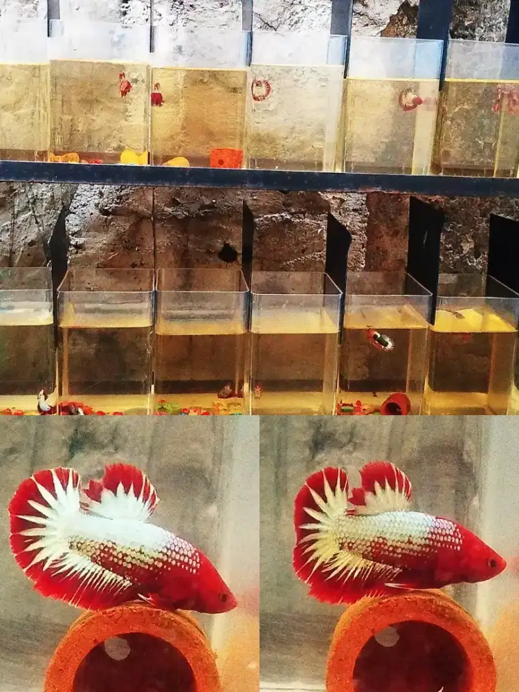 Ikan cupang hias jakarta selatan