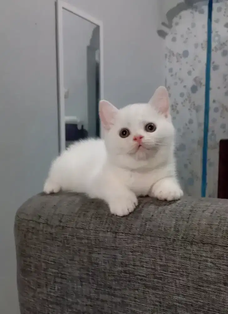 BRITISH SHORTHAIR / BSH WHITE