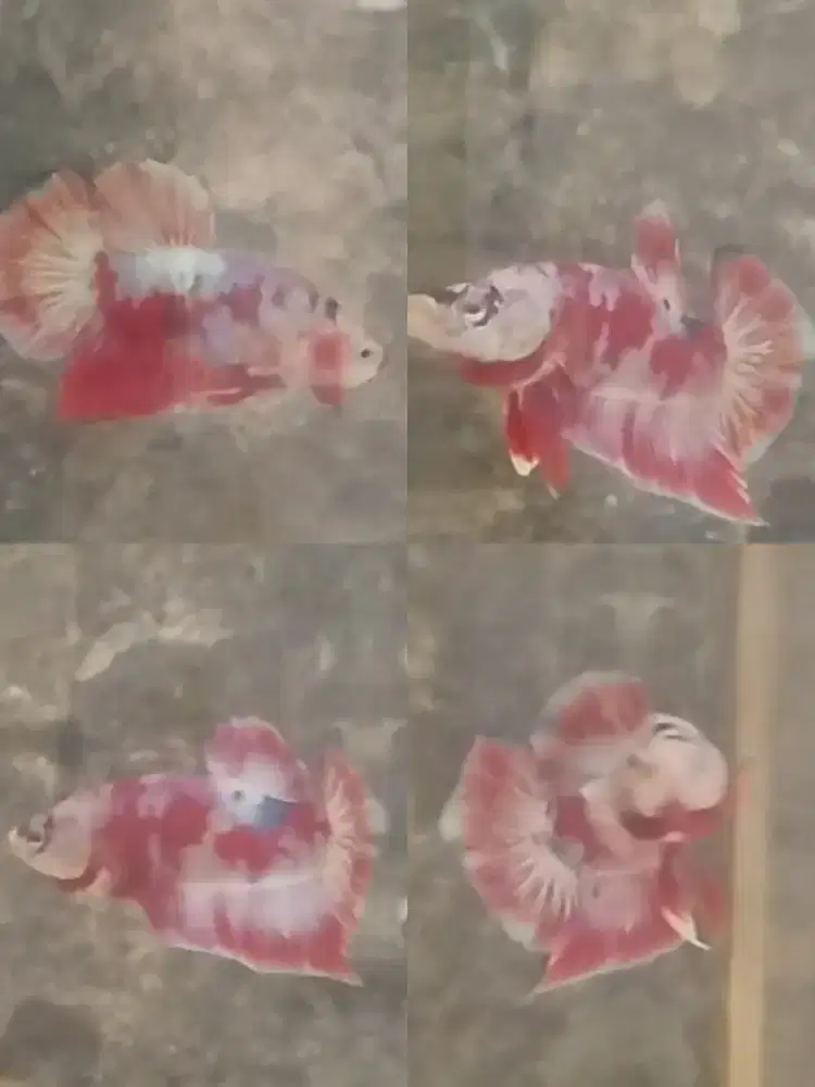 Ikan cupang plakat red barong
