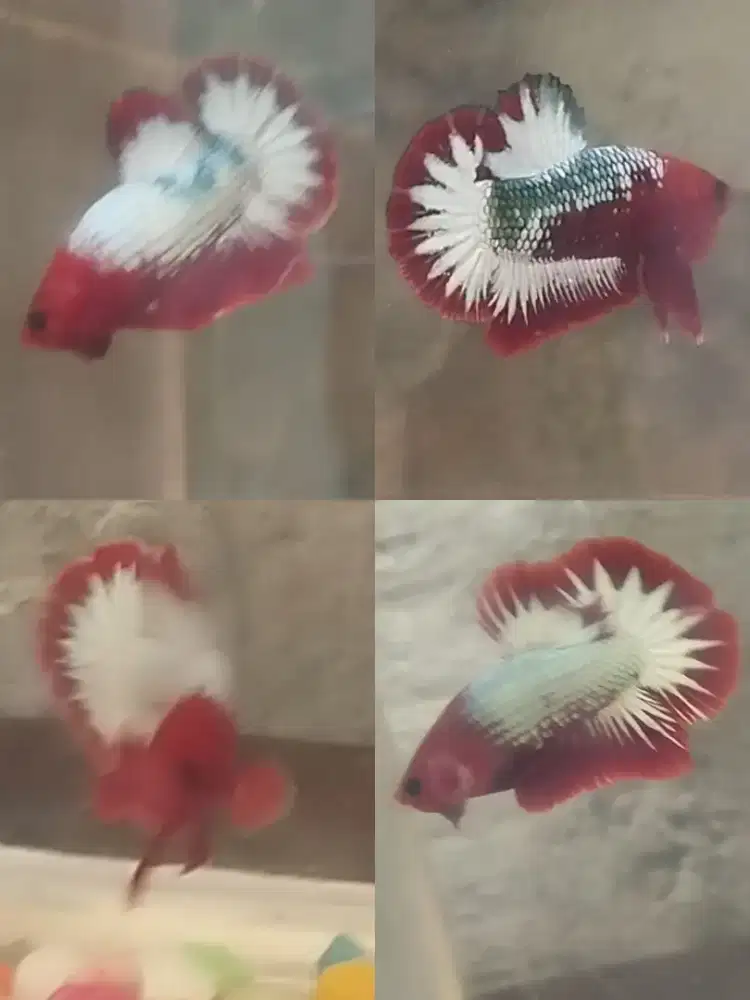 Ikan cupang fccp red
