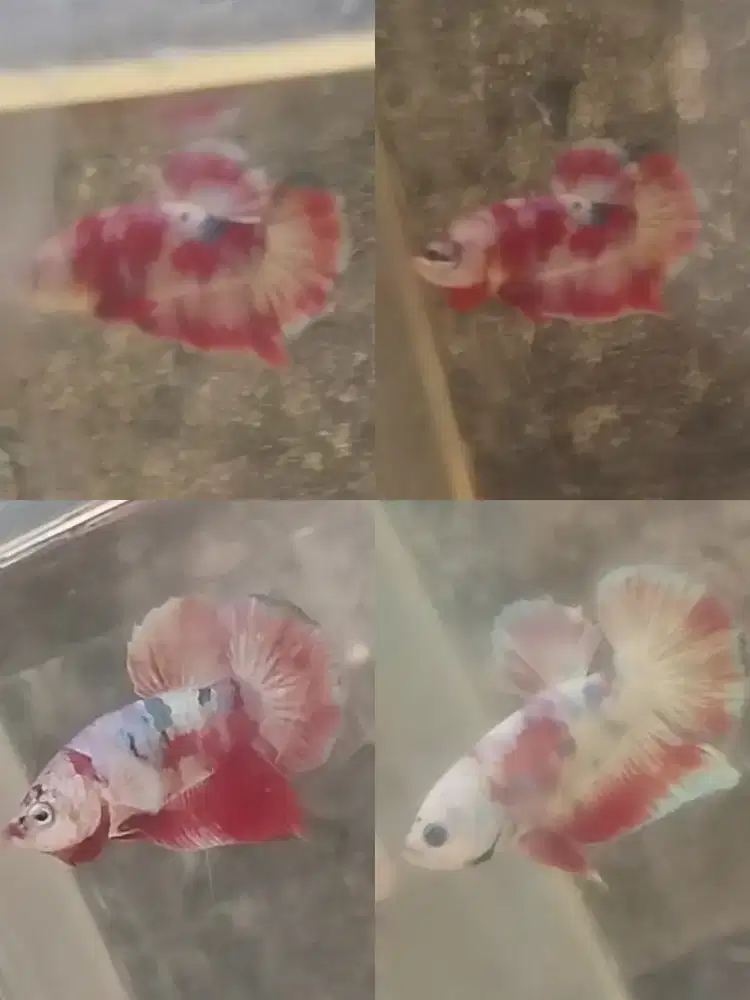 Ikan cupang hias plakat red barong