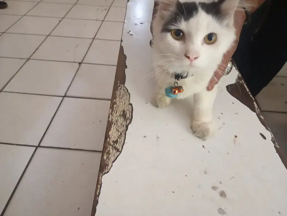 Kucing Persia remaja