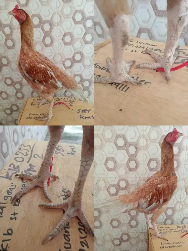 Betina buat ternak jenis mangon Bangkok  kaki berjalu