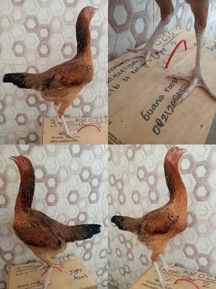 Ayam Bangkok materi ternak postur tinggi besar