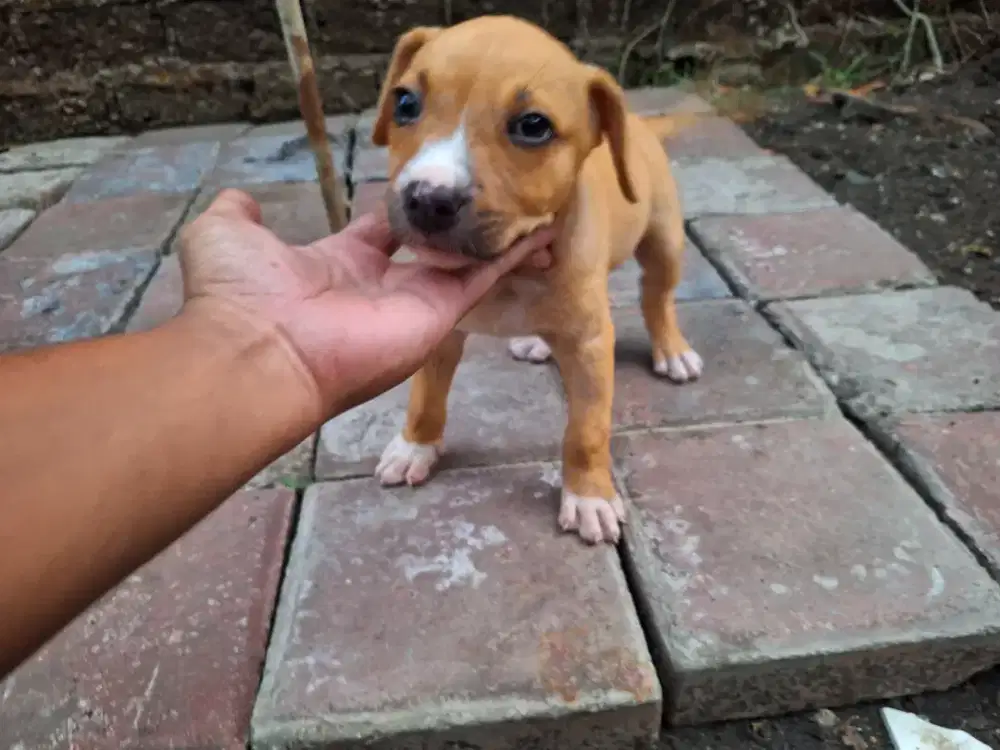 Pitbull jantan usia 1bln