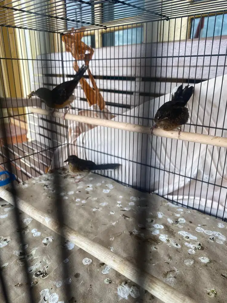 Trotolan murai anggap saja betina