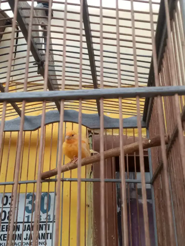 Paud kenari jantan merlok