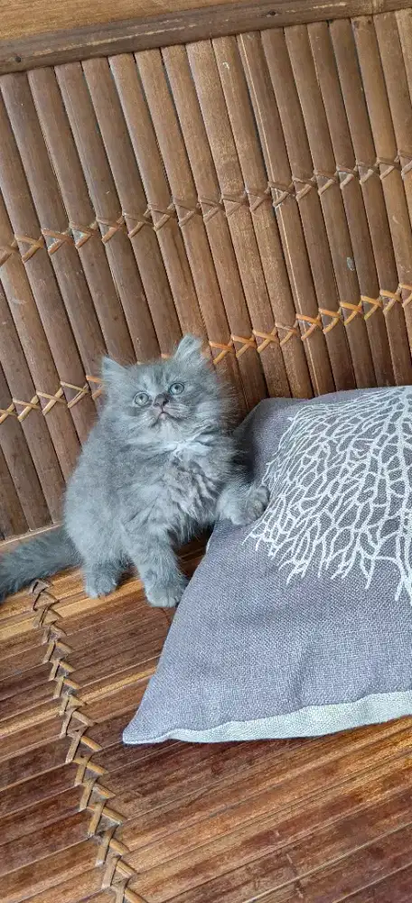 Kitten Persia abu jantan
