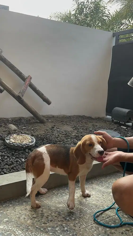 Anjing beagle 10bln stambum lengkap