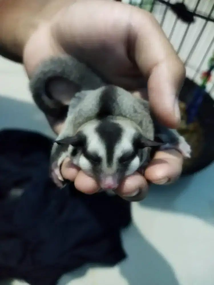 sugar glider classic grey