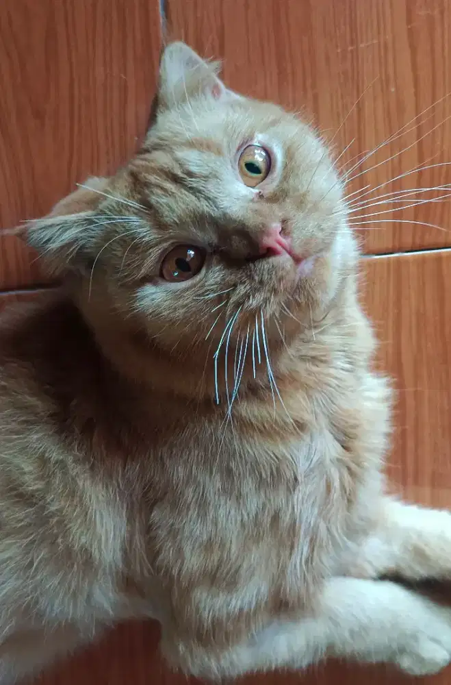 Kucing Scottish mix