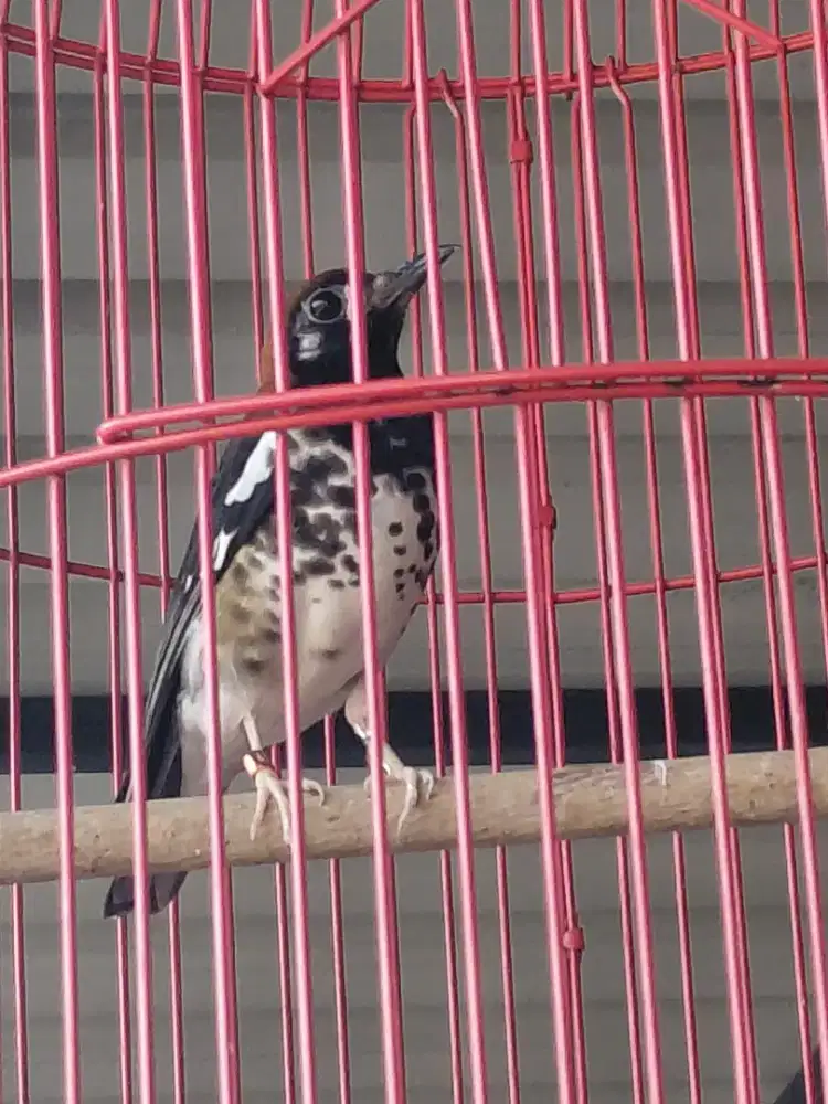 Jual cepat burung anis kembang ful set