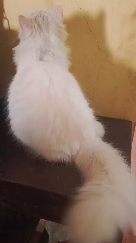 Kucing Persia Putih