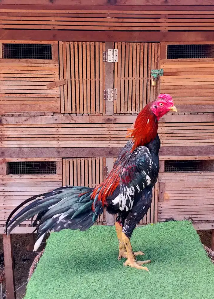 AYAM BANGKOK SELATAN