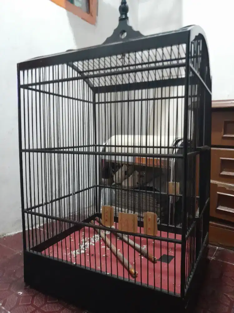 Kandang kotak nomor 1