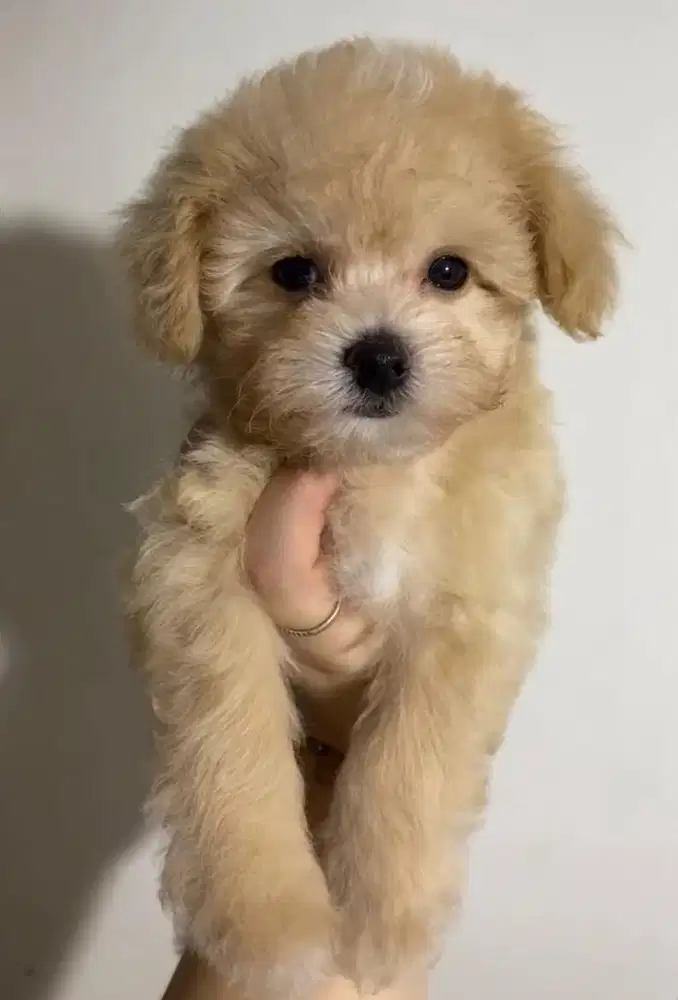 anakan poodle ready adopt