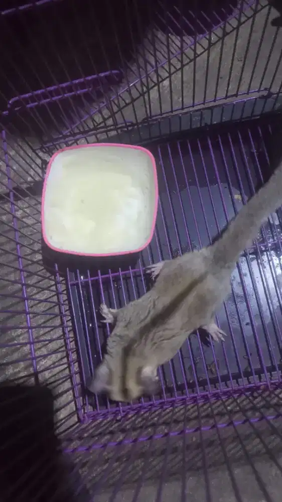 suger glider white face