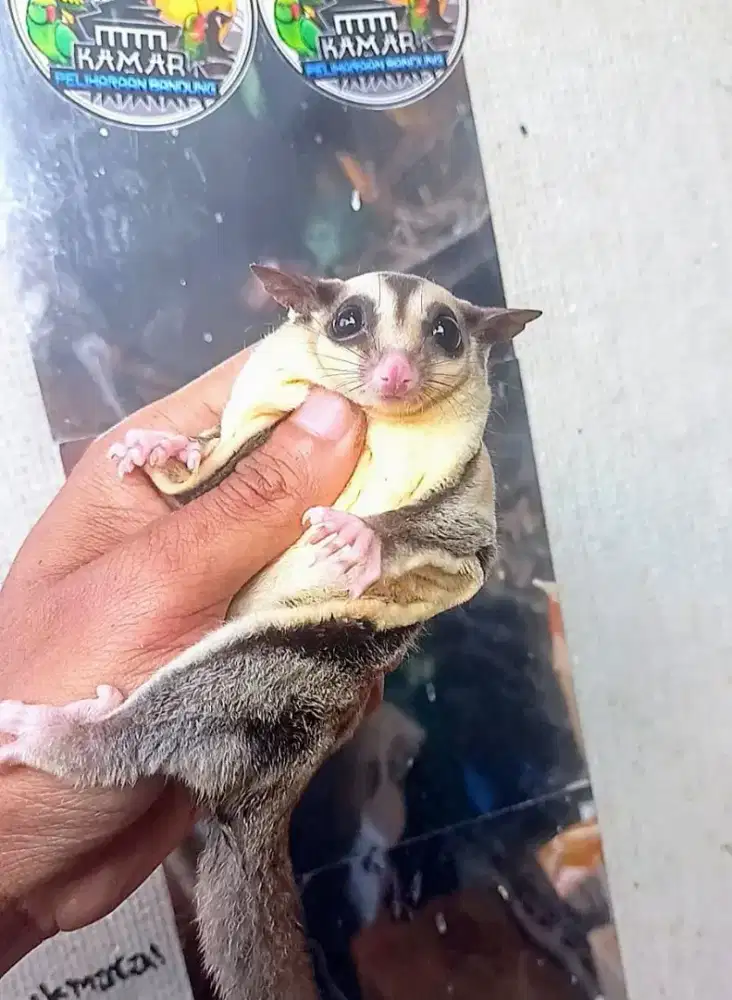 Sugar glider prosiksi
