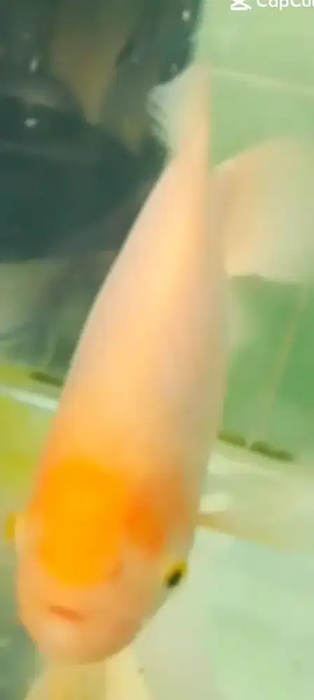Ikan hias Gurame Padang BiG